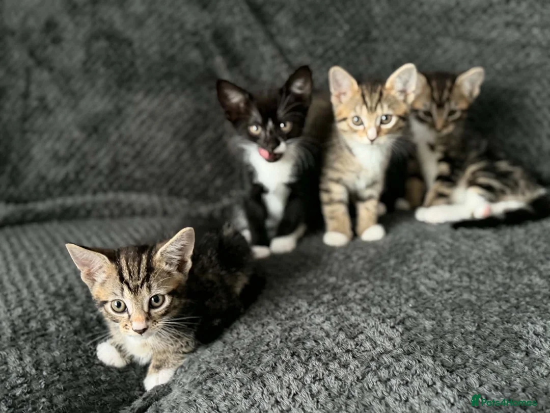 Bengal cats for sale: Bengal mix bread kittens  - Advert 1