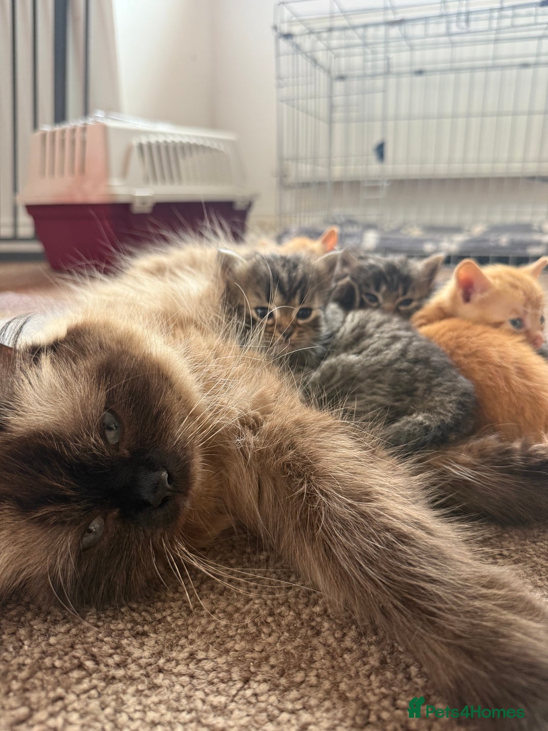 Ragdoll cats for sale: 4 ragdoll x tabby kittens left - Image 14