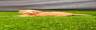 Cockapoo1