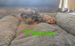 Miniature Dachshund dogs for sale: BEAUTIFUL DAPPLE MINIATURE DACHSHUND PUPPIES - Image 5