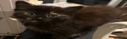 Mixed Breed cats for sale: Kittens for sale  - Advert 8