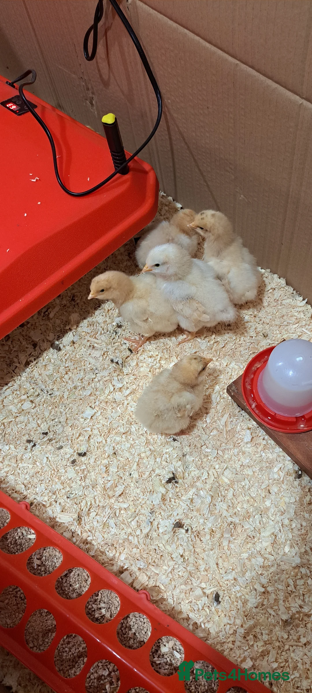 Chickens poultry for sale: Buff orpington chicks for sale  in Malton - Advert 4