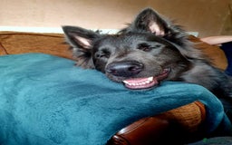 German Shepherd dogs for sale: 10 German Shepherd puppies for sale - Image 22