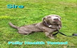 Labrador Retriever dogs for sale: Beautiful Chocolate Labrador Puppies. - Image 16