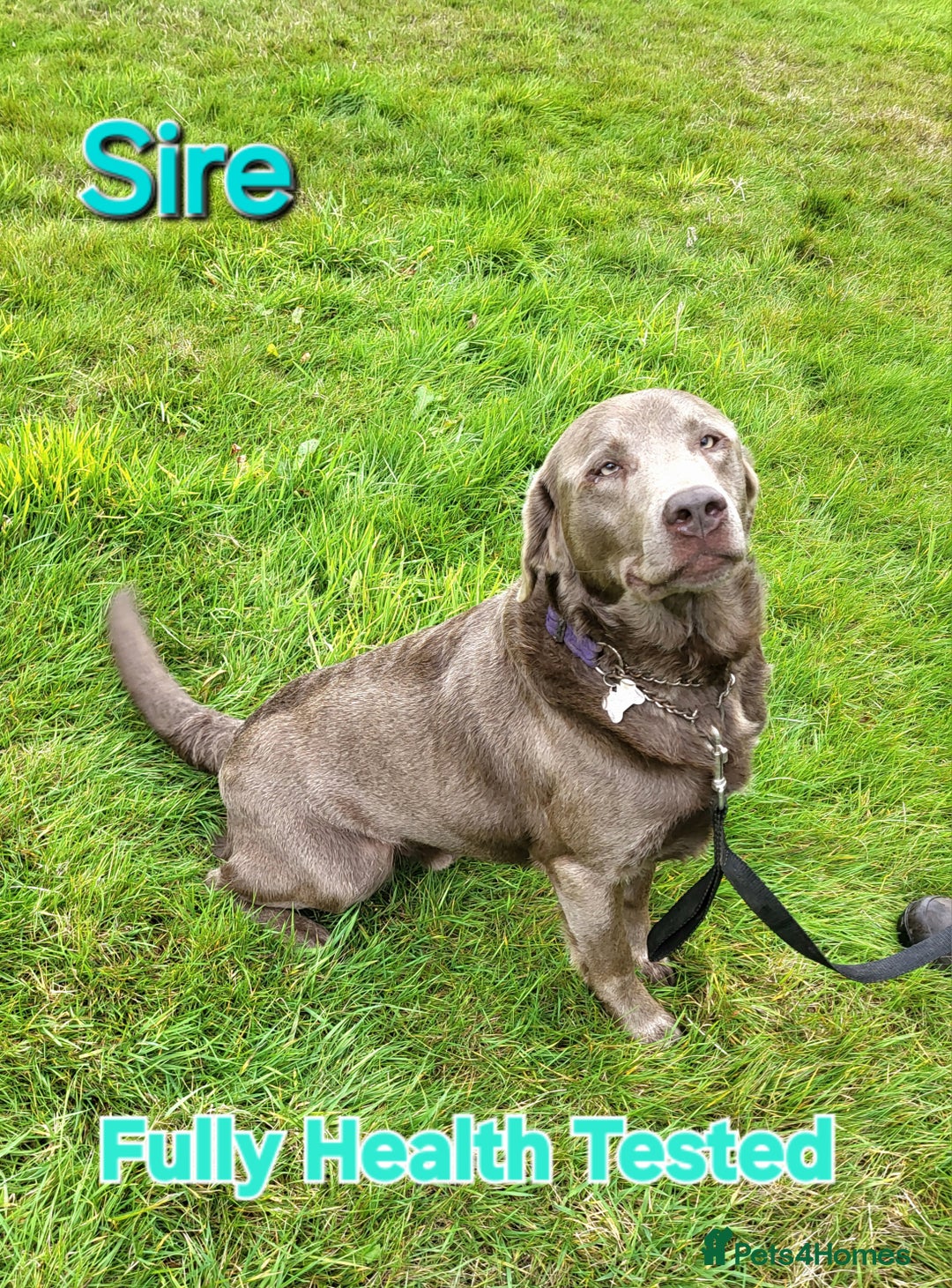 Labrador Retriever dogs for sale: Beautiful Chocolate Labrador Puppies. - Image 16