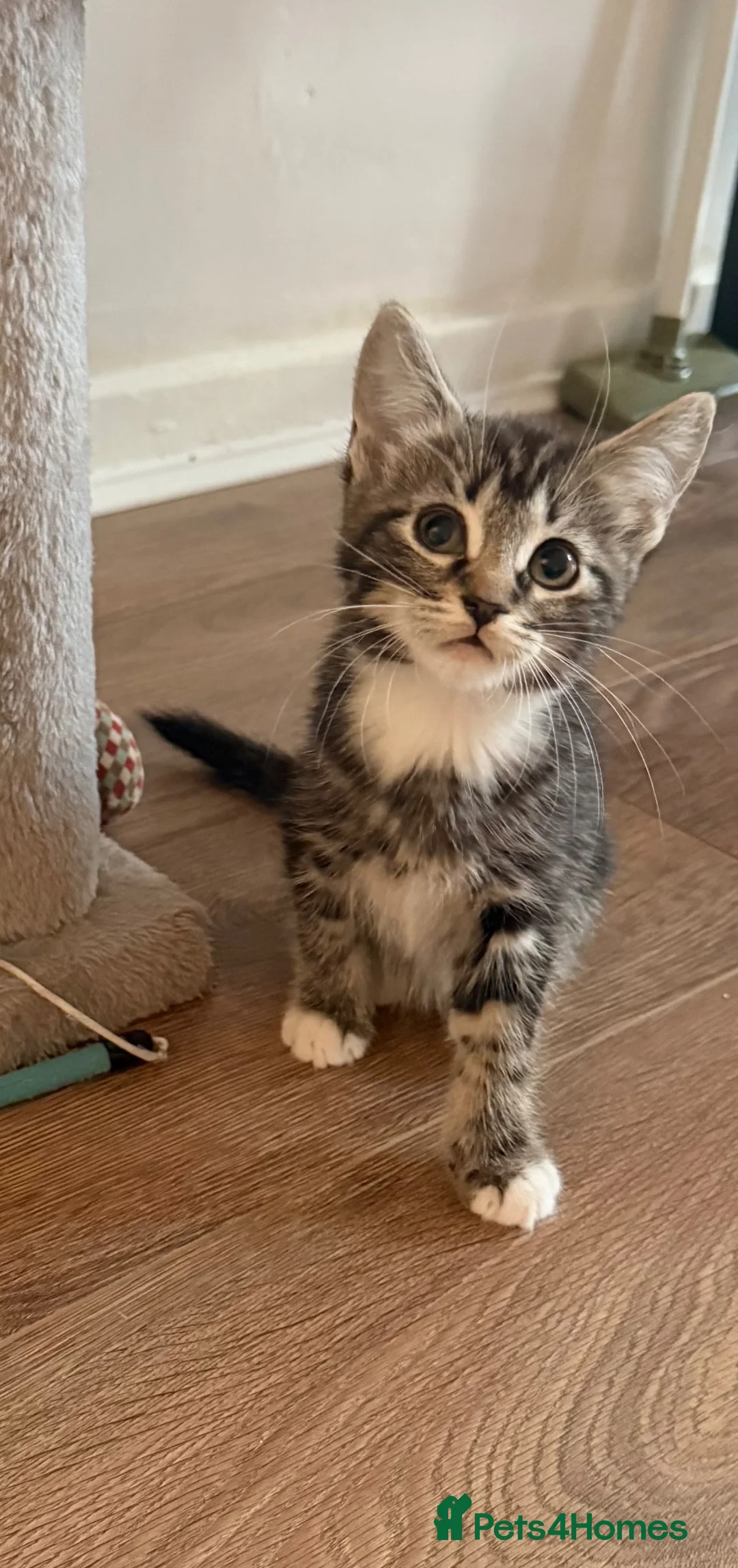 Domestic Shorthair cats for sale: Kitten for sale  in Birmingham - Advert 4