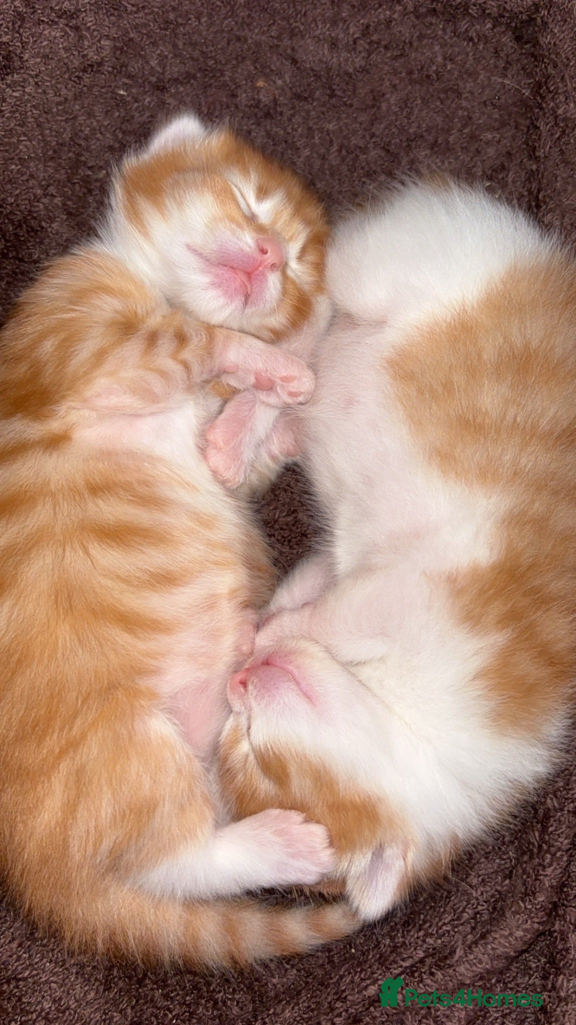 Mixed Breed cats Beautiful fluffy striped gingers🐾❤️ - Advert 8