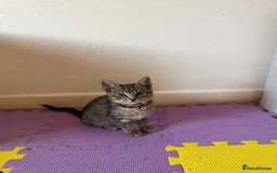 Domestic Shorthair cats for sale: 5 Kittens Looking For A Good Home - Image 3