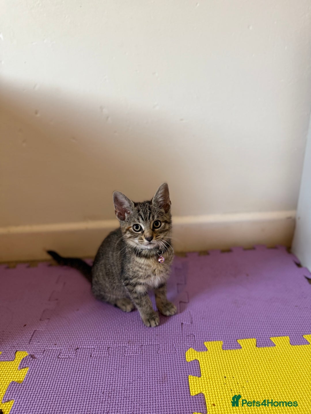 Domestic Shorthair cats for sale: 5 Kittens Looking For A Good Home - Image 3