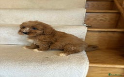 Cavapoo dogs for sale: Cavapoo puppy’s Extensively health tested parents - Image 9