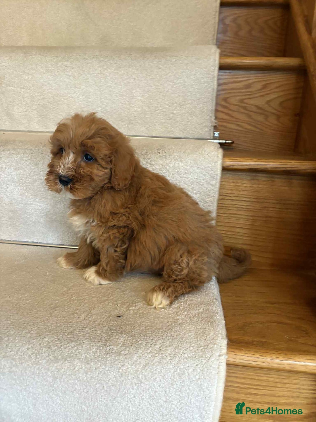 Cavapoo dogs for sale: Cavapoo puppy’s Extensively health tested parents - Image 9