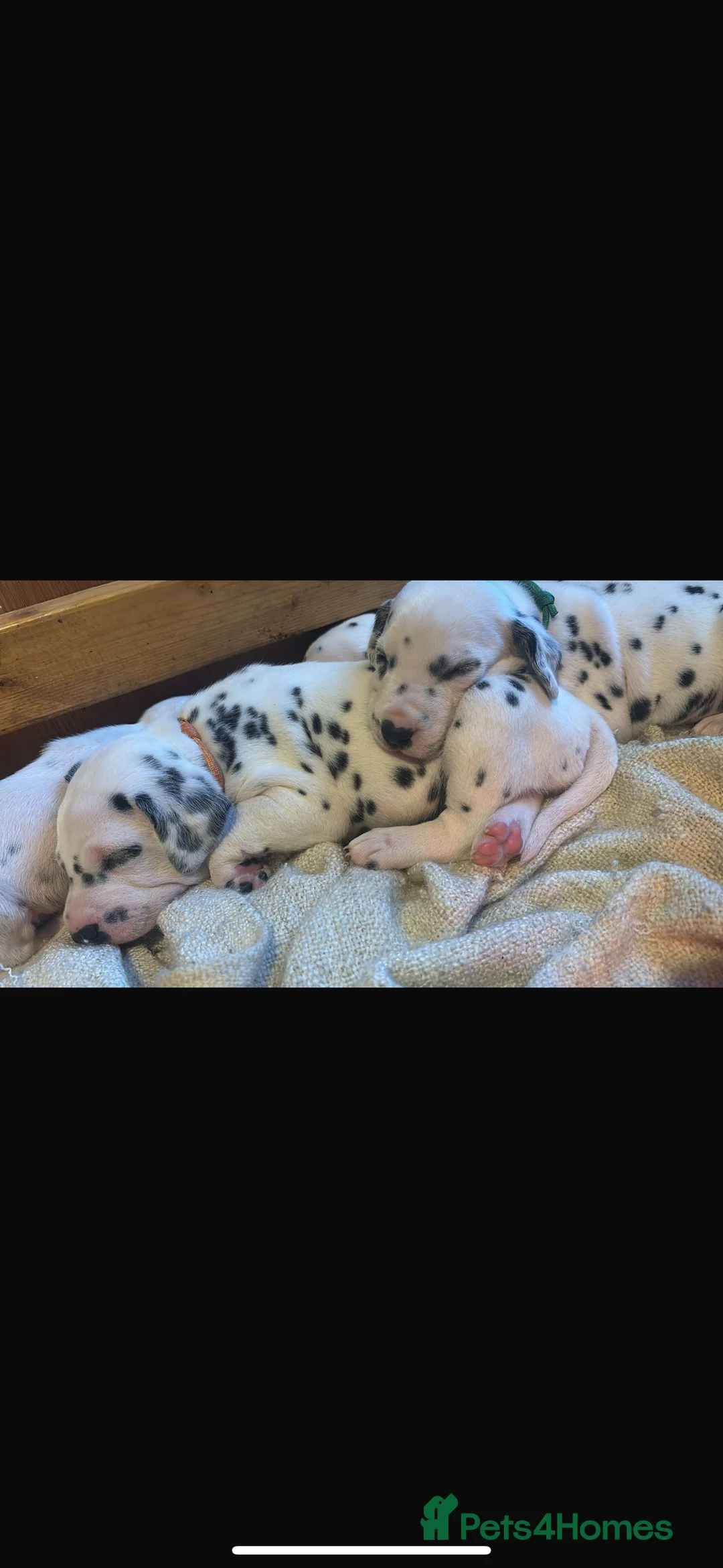 Dalmatian dogs for sale: Dalmatians BOY Left  - Advert 4