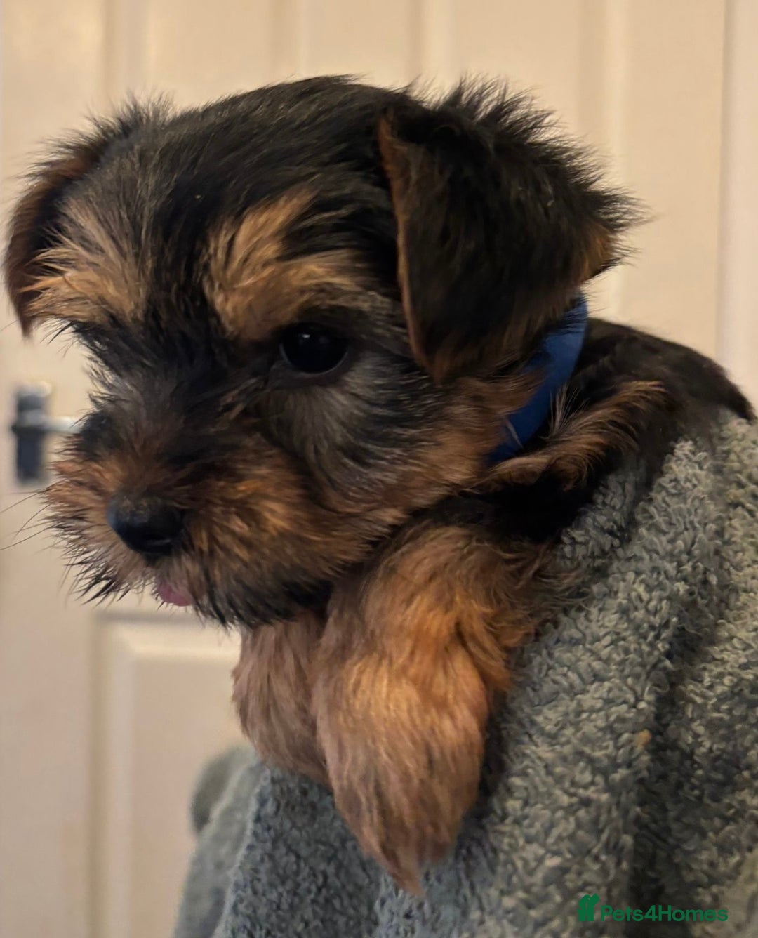 Yorkshire Terrier dogs for sale: Pure Yorkshire terriers  - Advert 3
