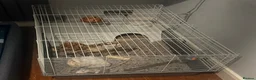 Rat rodents for sale: 2x female rats, 3 months old+ cage and accessories - Advert 3
