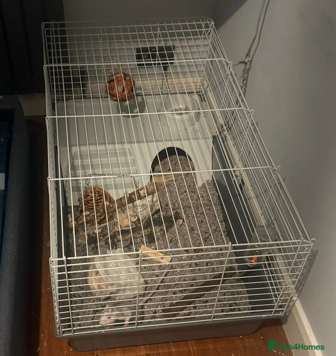 Rat rodents for sale: 2x female rats, 3 months old+ cage and accessories - Advert 3