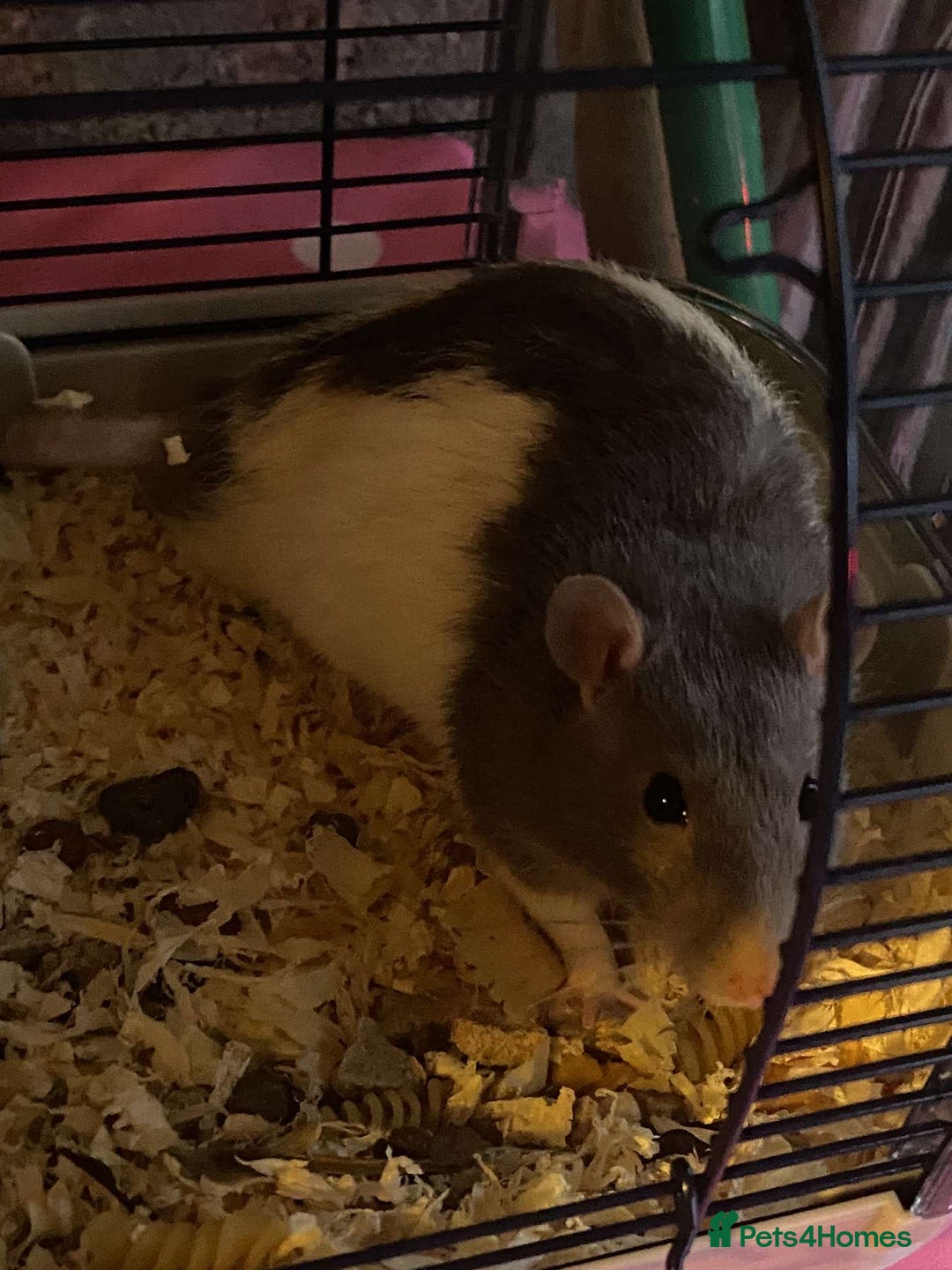 Rat rodents for sale: Male Rat - Image 1