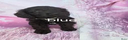 Cavapoo dogs for sale: Cavapoo  - Advert 16