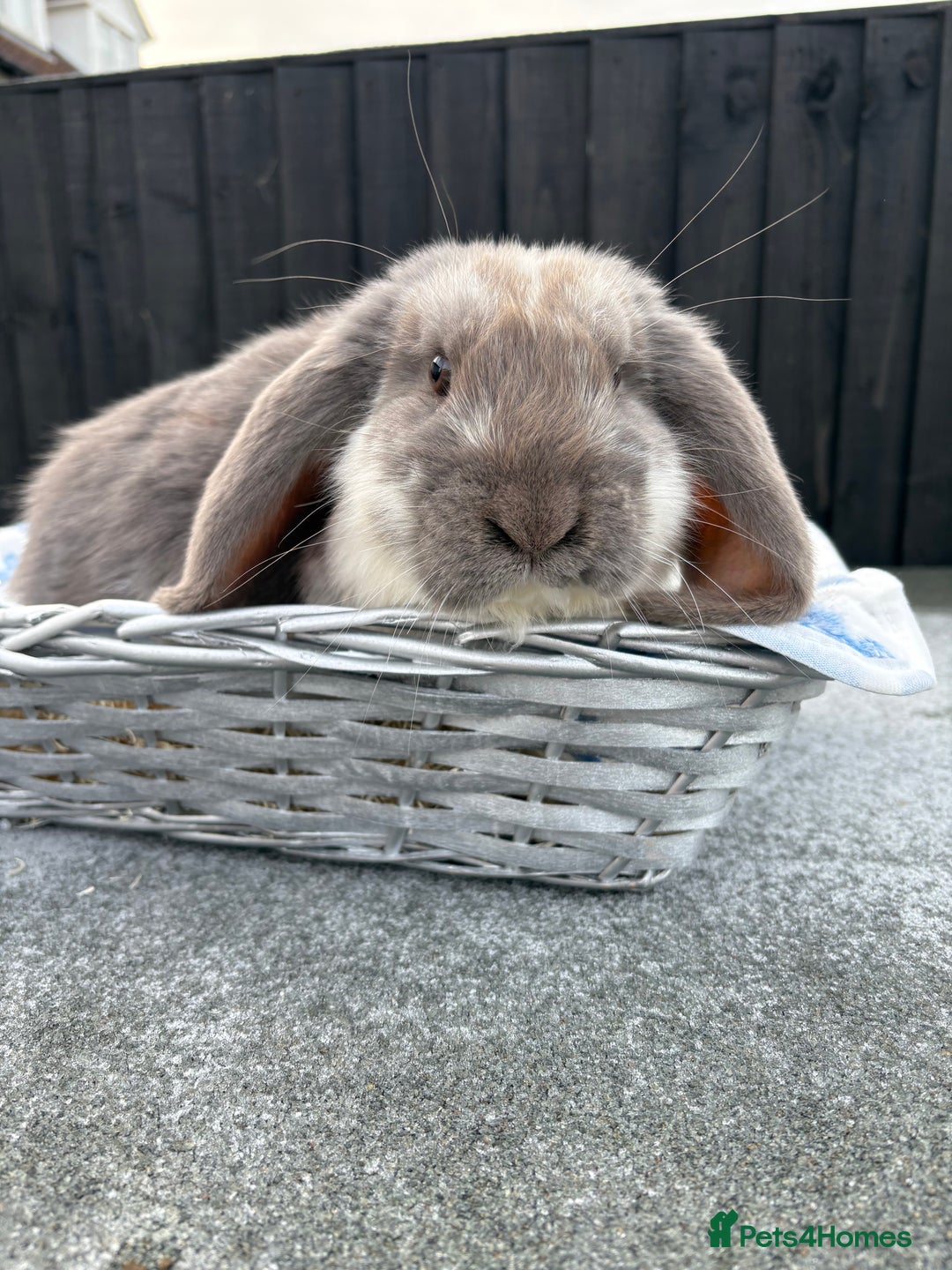 French Lop rabbits for sale: Blue butterfly French lop - Advert 4