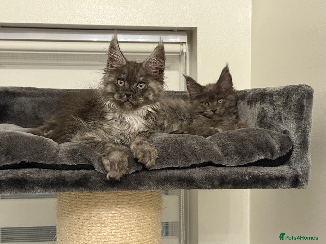 Maine Coon cats for sale: Gorgeous kittens  - Advert 2