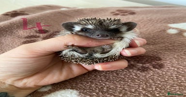 Pygmy Hedgehog rodents - Advert 9