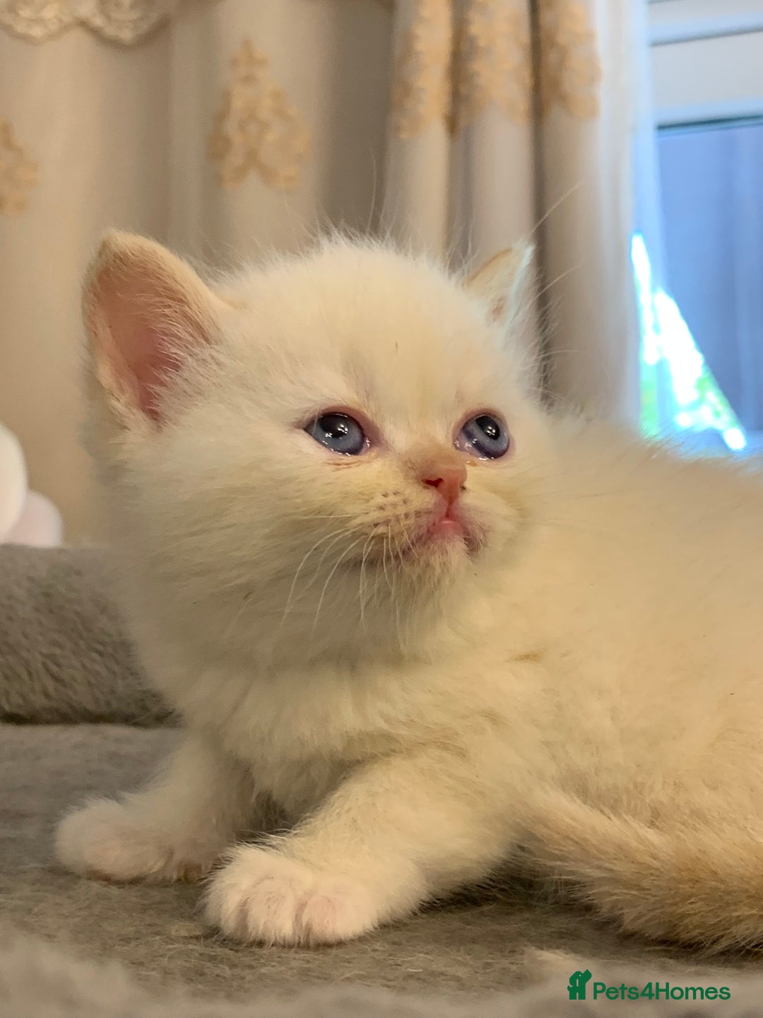 Persian cats for sale: Exotic persians  - Image 15