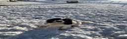 Sprocker dogs for stud: Sprocker for stud in Lauder - Advert 1