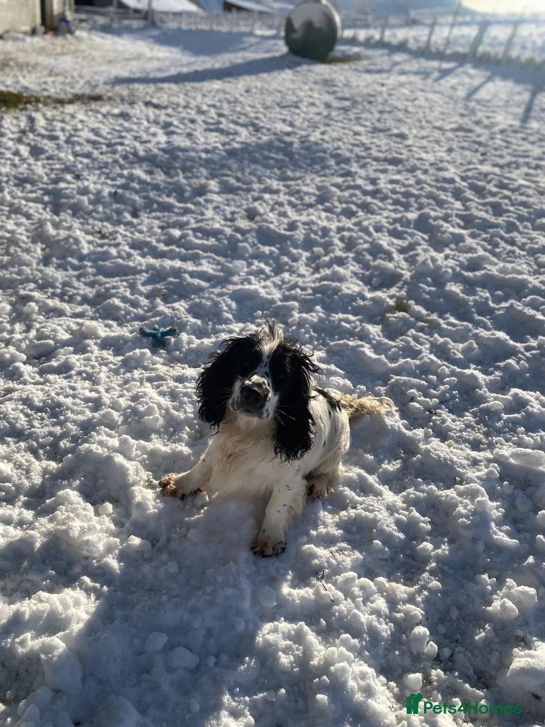 Sprocker dogs for stud: Sprocker for stud in Lauder - Advert 1