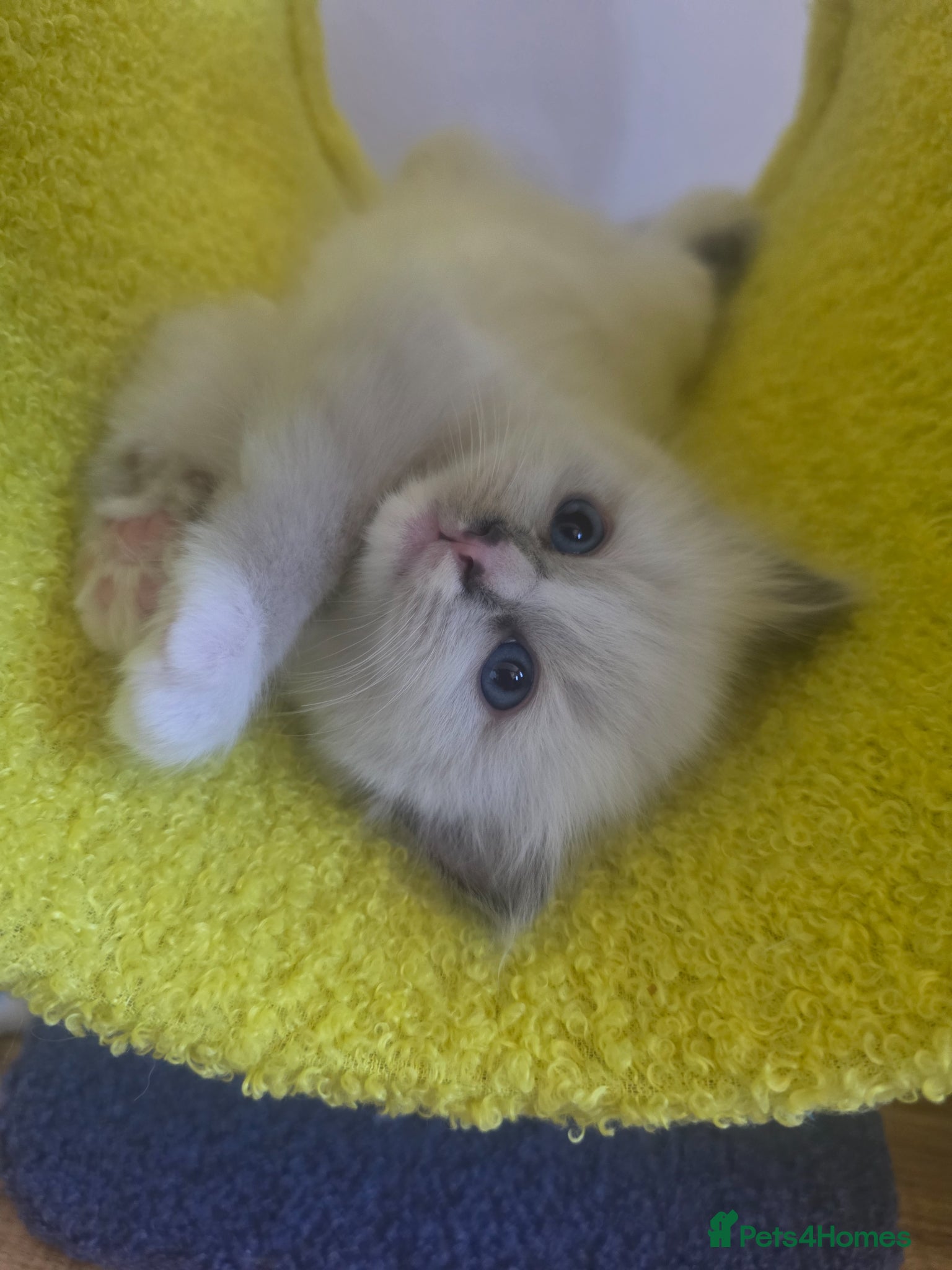 Ragdoll cats GCCF registered Ragdoll kittens  - Advert 2