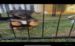 Jack Russell dogs for sale: 2 Outstanding Girl Jack Russell’s.  - Image 2