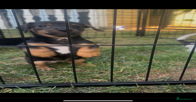 Jack Russell dogs - Advert 16
