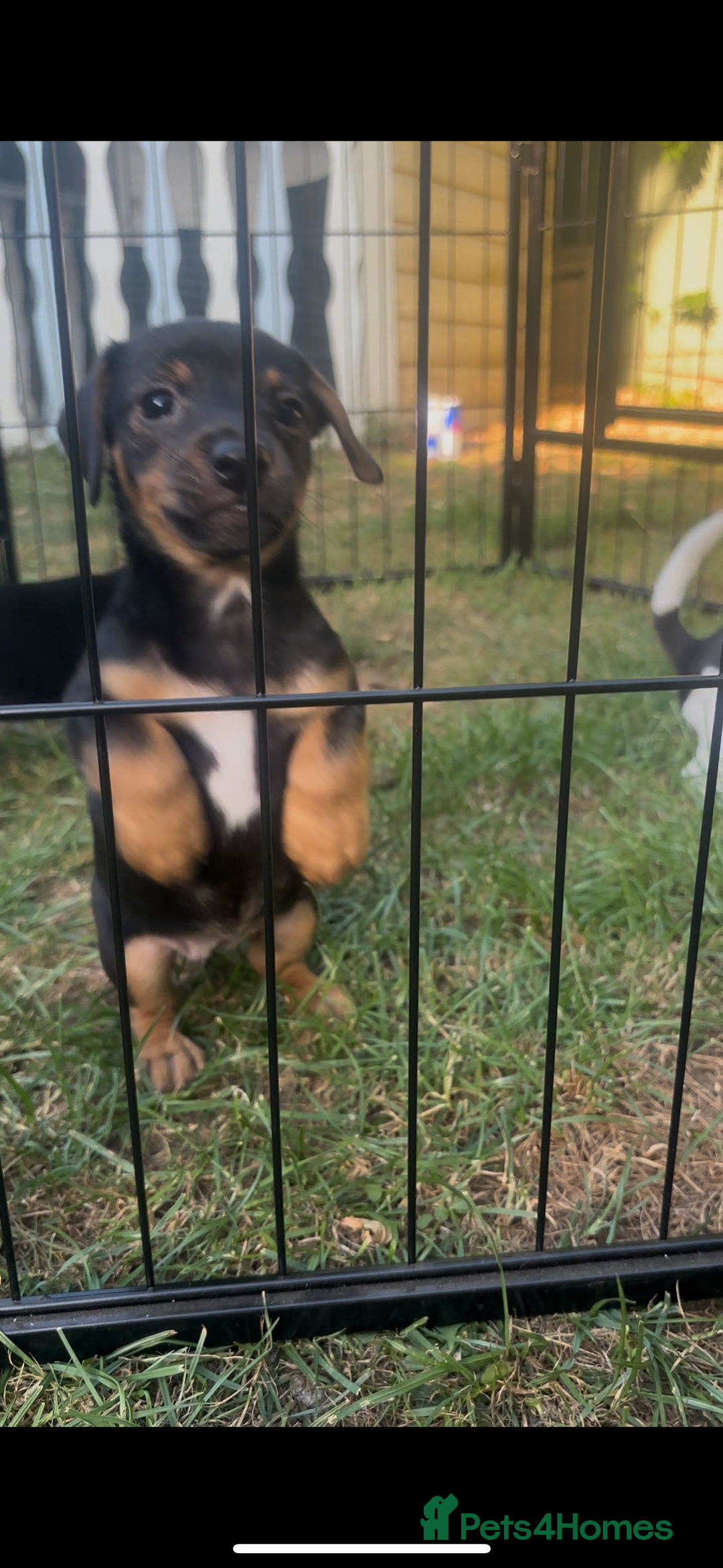 Jack Russell dogs for sale: 2 Outstanding Girl Jack Russell’s.  - Image 2