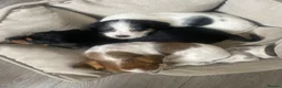 Mixed Breed dogs for sale: Schweenie puppies  - Advert 11