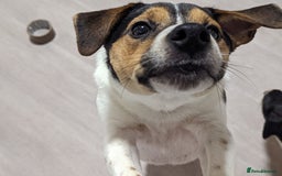 Jack Russell dogs for stud: Stunning Jack Russell for stud - Image 3