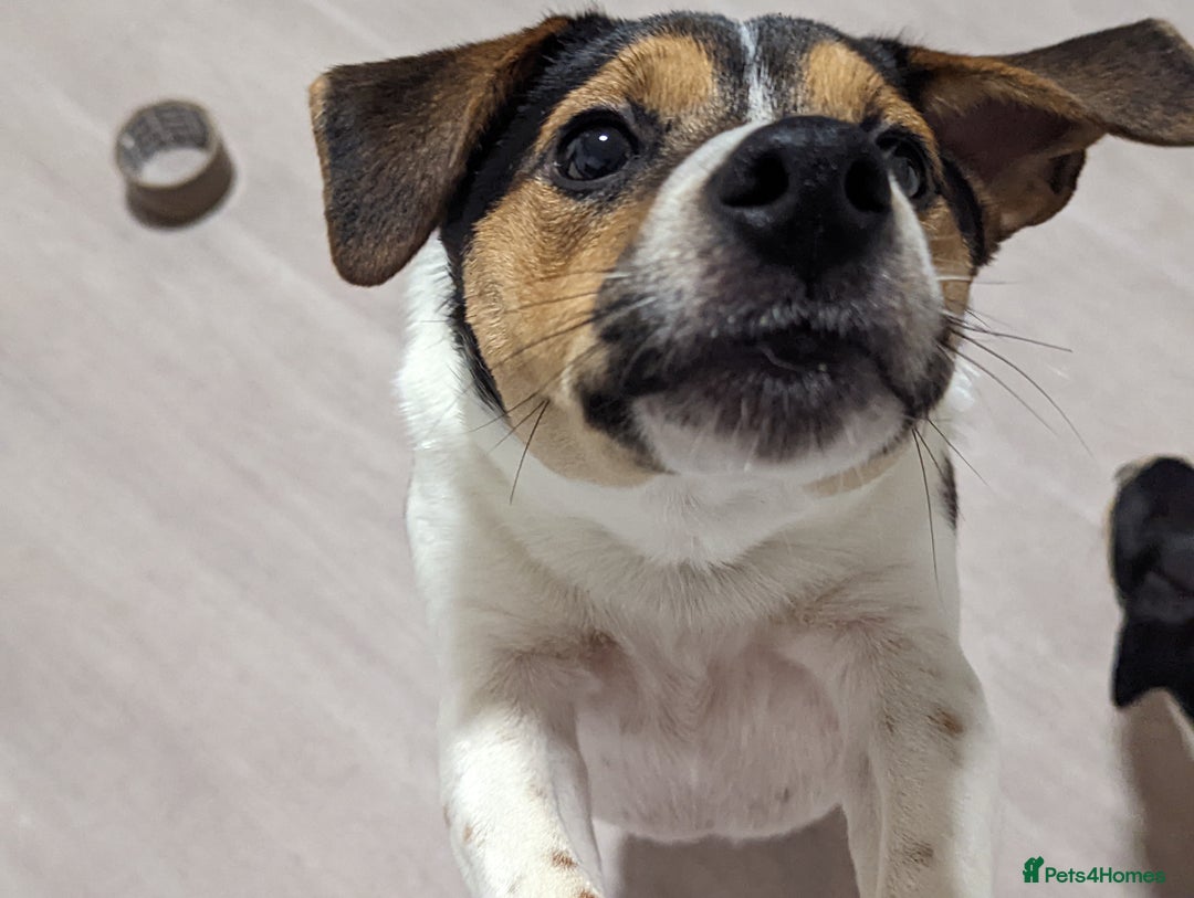 Jack Russell dogs for stud: Stunning Jack Russell for stud - Image 3