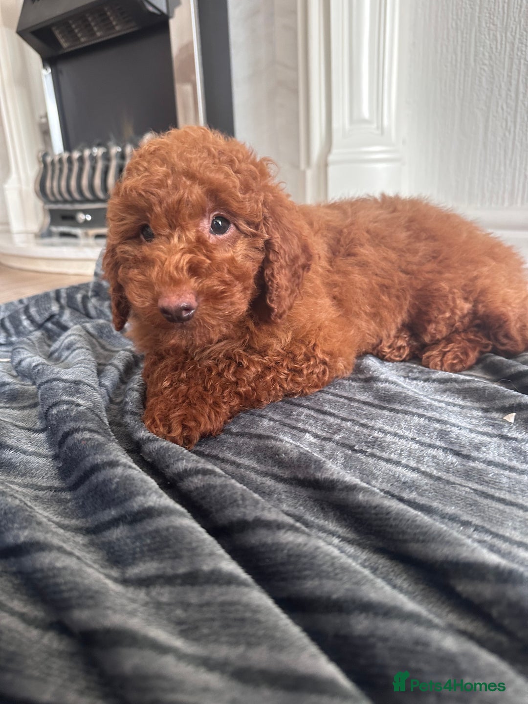 Maltipoo dogs for sale: Health tested rare coat red maltipoos for sale🐶!! - Image 9