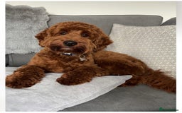 Cavapoo dogs for sale: Extensively Health Tested F1b Cavapoo Puppies  - Image 6