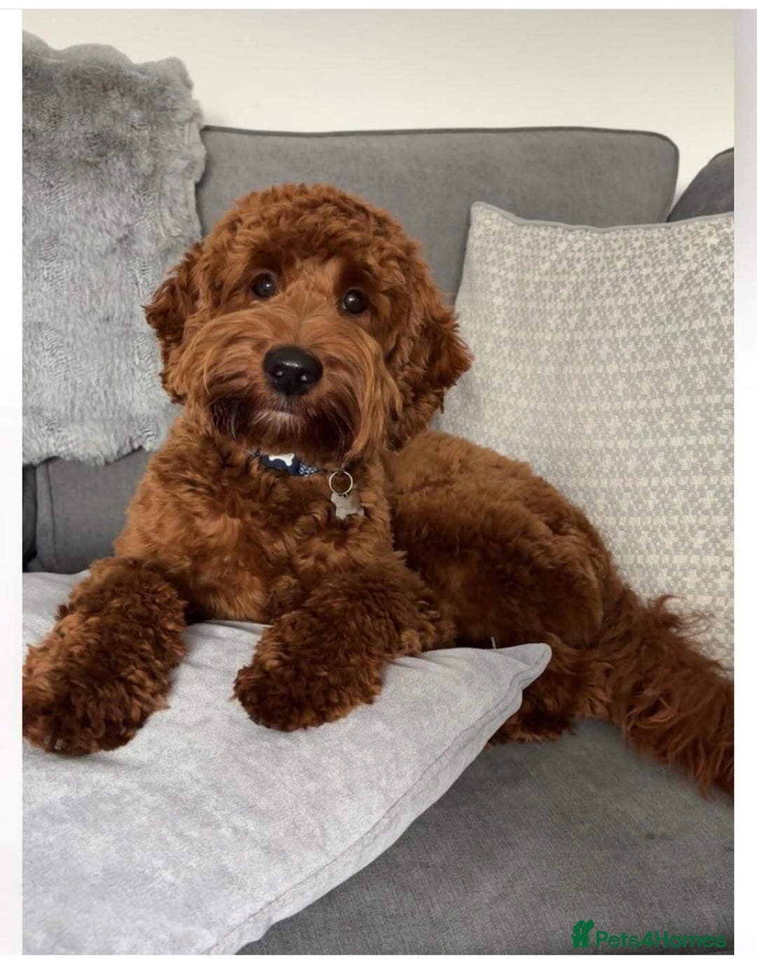 Cavapoo dogs for sale: Extensively Health Tested F1b Cavapoo Puppies  - Image 6