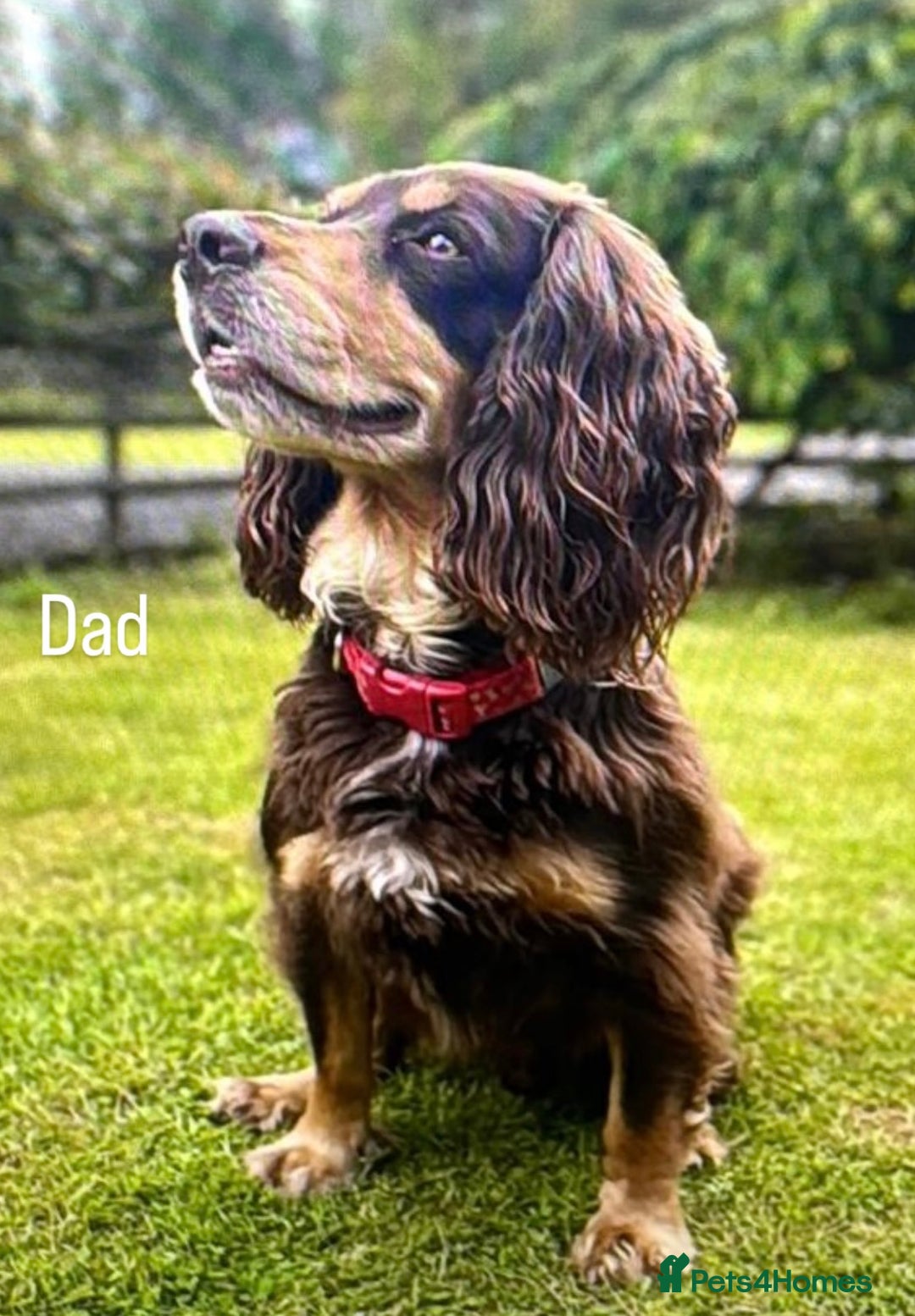 Cocker Spaniel dogs for sale: Working cross Show Cocker Spaniel puppies - Image 4