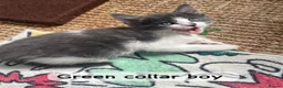 Mixed Breed cats for sale: Quarter bengal x maine coone kittens  - Advert 4