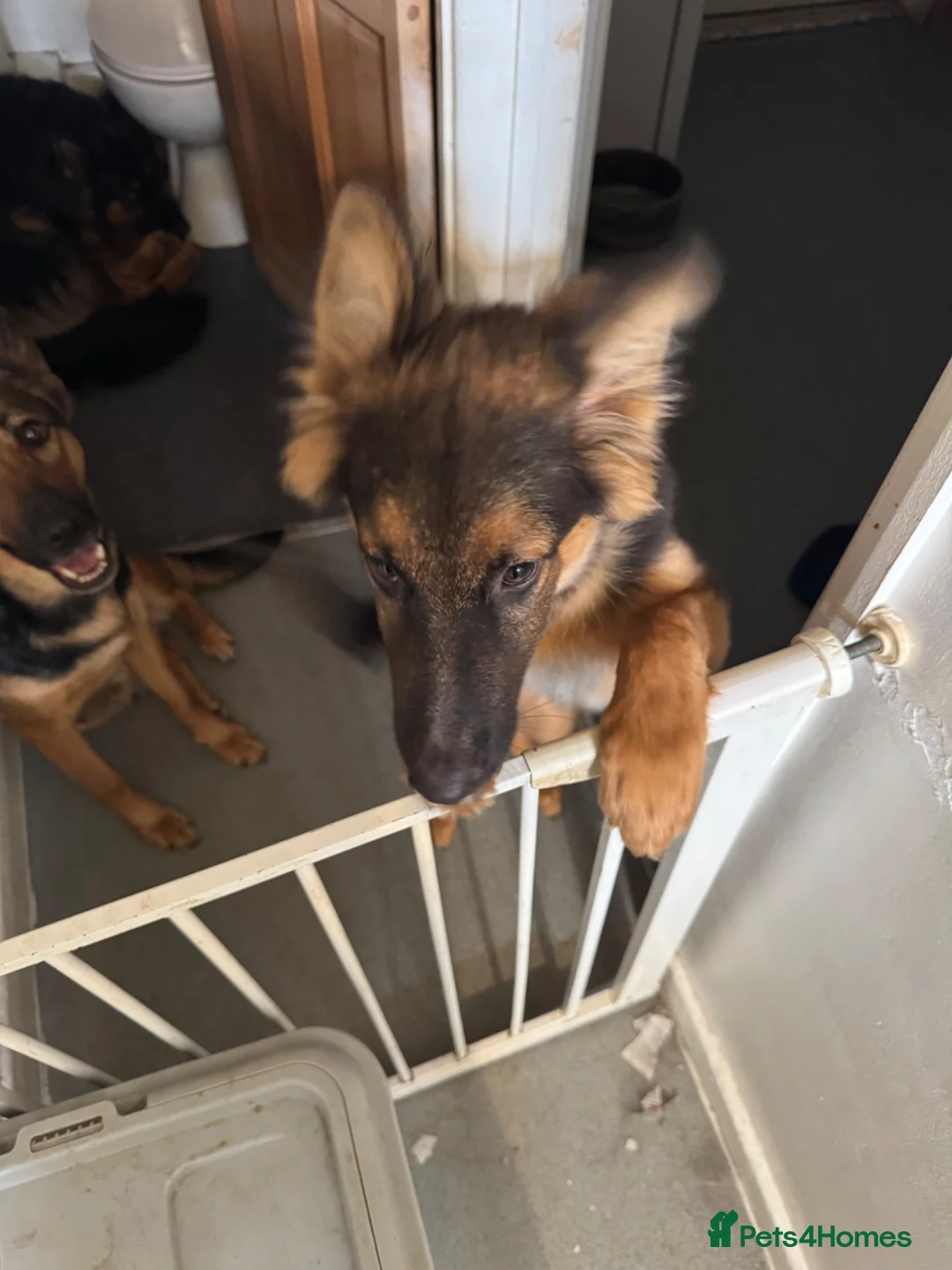 German Shepherd dogs for sale: German Shepherd Puppy For Sale - Advert 2