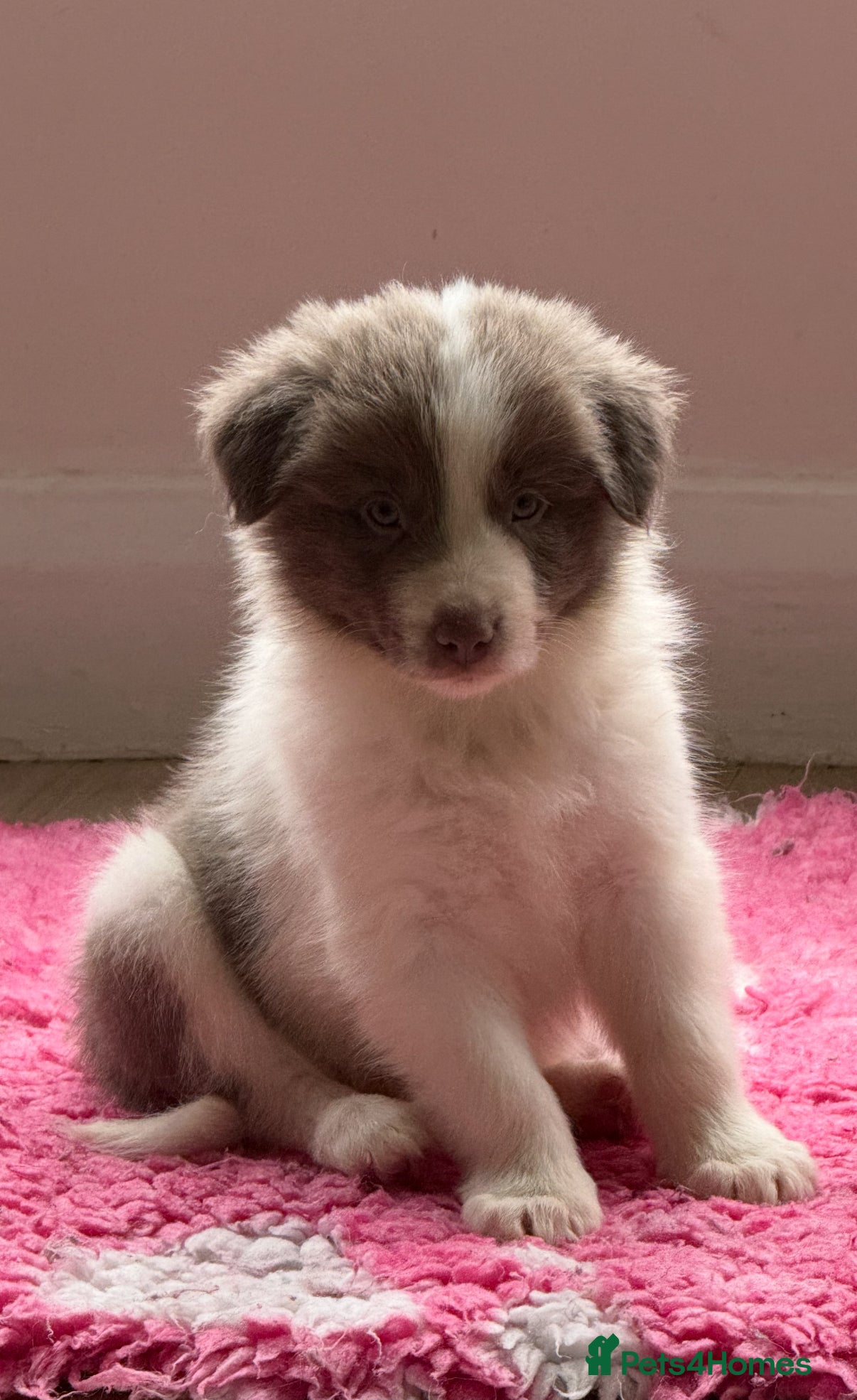 Border Collie dogs 1 Stunning rough coated KC Reg Health tested boy - Advert 3