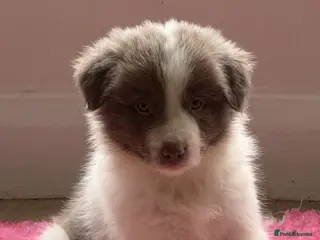 Border Collie dogs 1 Stunning rough coated KC Reg Health tested boy - Advert 3