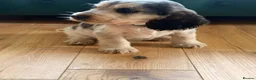 Cocker Spaniel dogs for sale: Show cocker spaniels  - Advert 8