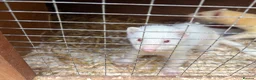Ferret rodents for sale: Ferret kits for sale - Advert 10