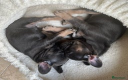 French Bulldog dogs for sale: Adorable Purebred Female French Bulldogs Ready! - Advert 2