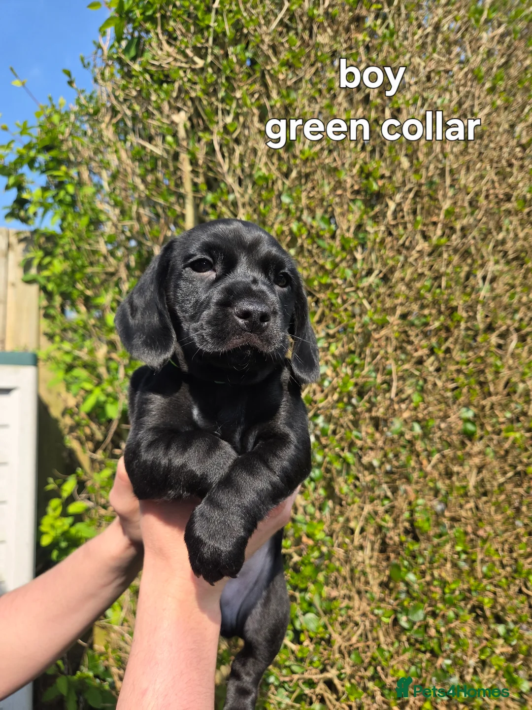 Mixed Breed dogs for sale: READY TO LEAVE Cocker Spaniel x Mini Dachshund - Advert 8