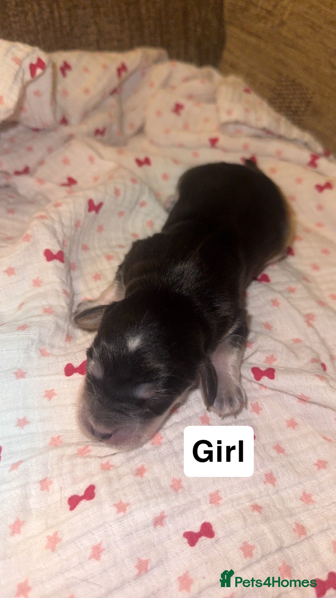 Mixed Breed dogs for sale: Stunning litter of Australian labradoodles  - Image 8