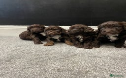 Cockapoo dogs for sale: Cockerpoos  - Image 4