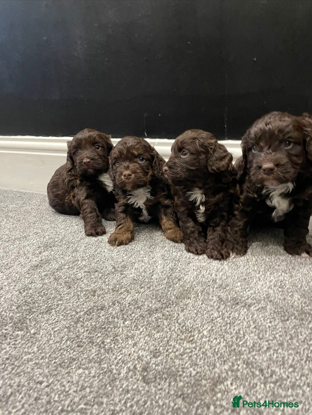 Cockapoo dogs for sale: Cockerpoos  - Image 4