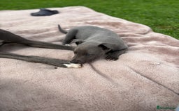 Whippet dogs for sale: Blue Whippet Puppy - Image 6